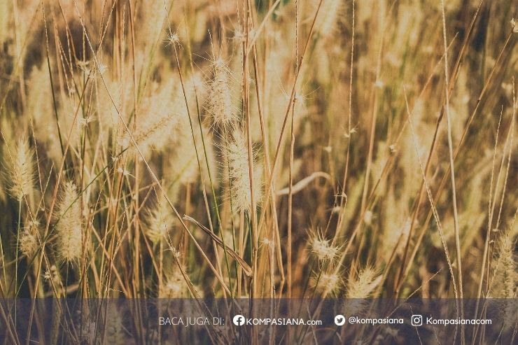  Foto  Artikel  Kawanku Kompasiana com