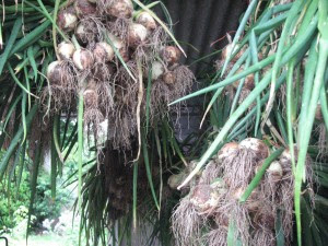 dryining onions