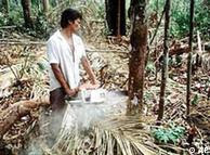 Barulho da motosserra tornou-se parte da vida cotidiana