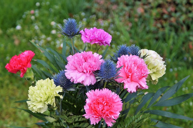 カーネーションの花言葉 赤 ピンク 白 紫 青 オレンジ 黄色 金魚のおもちゃ箱