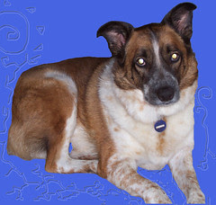 Snickers blue