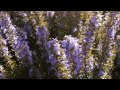 Video Nikon D3200 Test Vid