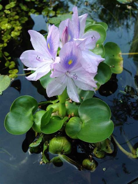 How lucie fink became a plant lady in just five days. Clear Water Pond Plants - Hydrosphere Water Gardens