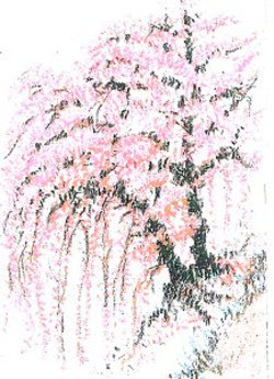 田熊 順 桜 クレヨン画 しだれ桜に挑戦 塗り絵で癒し 風景画 花の絵
