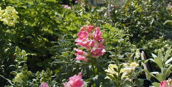 スナップドラゴンの花と写真 花言葉