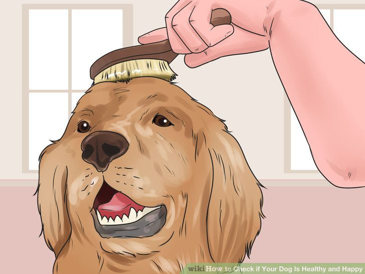 Check if Your Dog Is Healthy and Happy Step 6.jpg