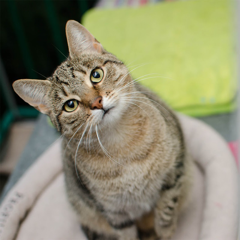 キジトラってどんな猫 性格や特徴 サバトラとの違いは