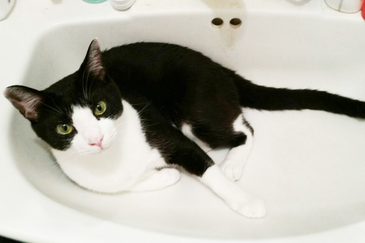 猫は 枕草子を現代語訳したり考えたりしてみる
