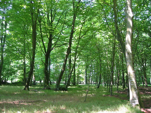 glade