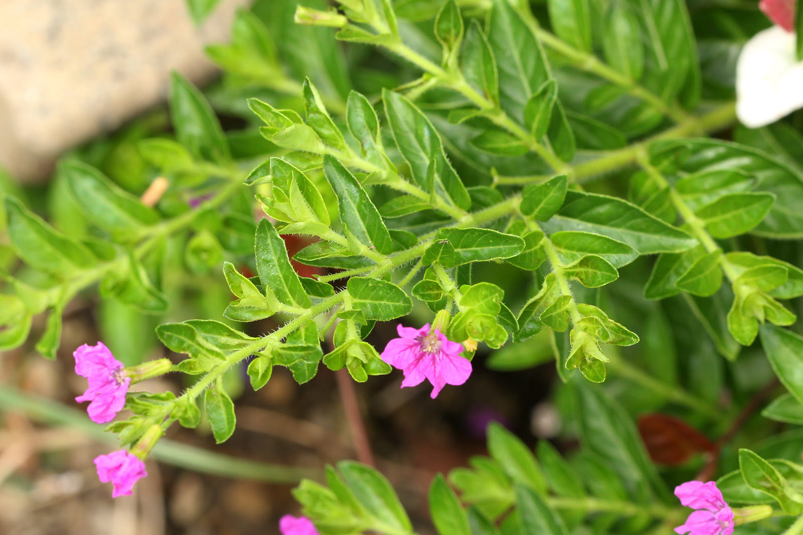 お花の写真集 クフェア
