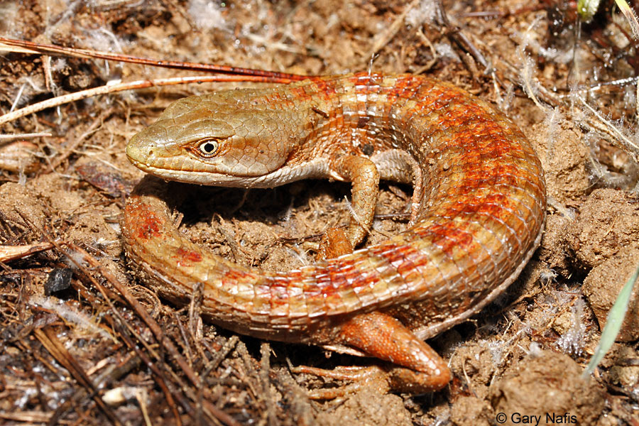 California Lizards Flashcards by ProProfs