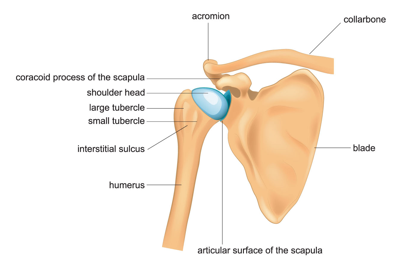 Total Shoulder Replacement Bjisg