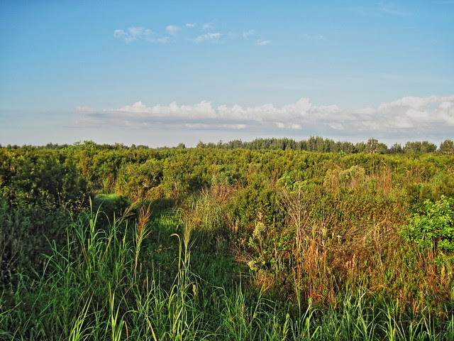 Shrub Overgrowth in wetlands preserve  20131013