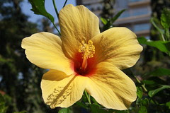 The Flowers I Shoot On The Streets Die Much Before Them Bloom by firoze shakir photographerno1