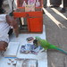 Parrot Astrologer On The Streets of Latur