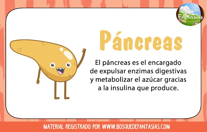 Pancreas Para Colorear : Biopsia del hígado | NIDDK