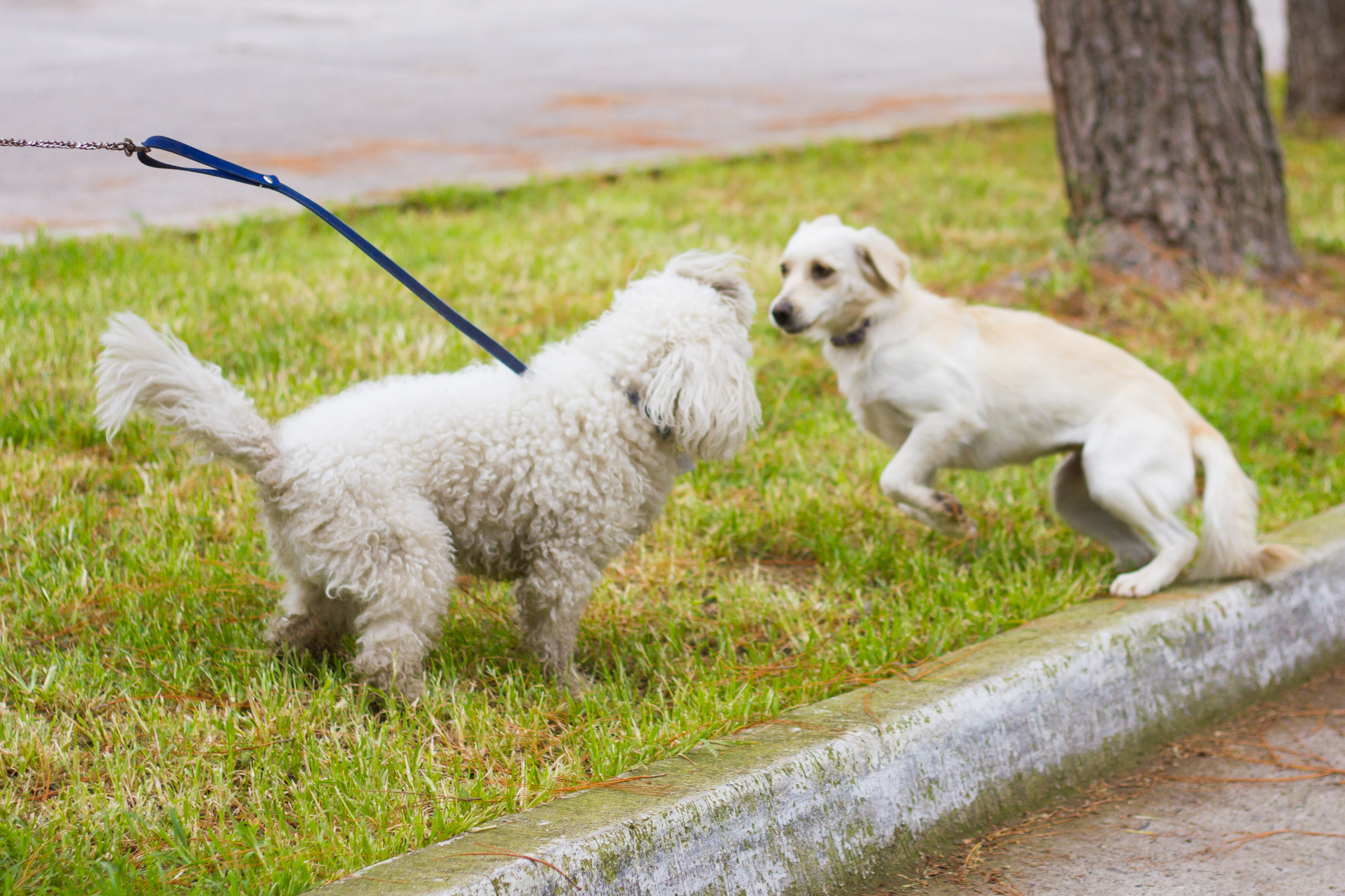 How to Train Your Dog to Not Run Away: 6 Steps