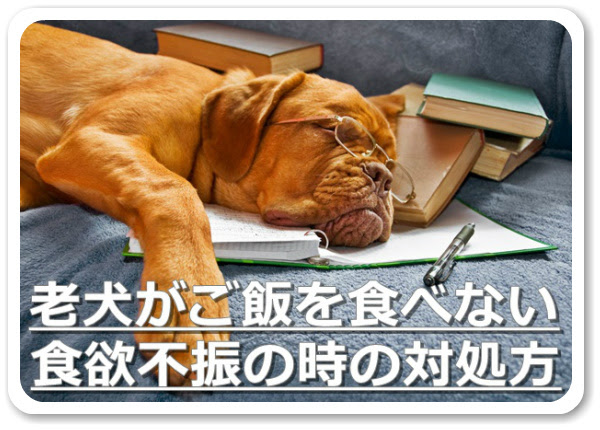 老犬がご飯を食べない 食欲不振の時の対処方 ドッグフード博士