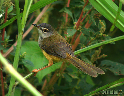 Perenjak Kuning @ Yellow-bellied Prinia