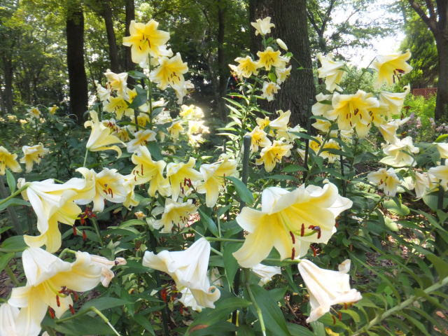 昭和記念公園の夏の花