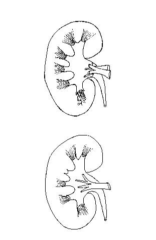 Kidneys