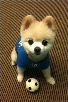 可愛い画像 ポメラニアン俊介くんの死因は ネットでも悲しみの声多数 なみろぐ