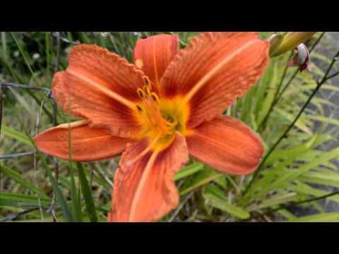 Nikon D3200 Video - Amazing Nikon D3200 24 mega pixel- 24 megapixel video