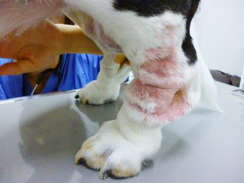 犬ちゃん猫ちゃん 診療日記 事例紹介 タガワアニマルホームドクター 奈良県生駒市