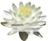 white lotus