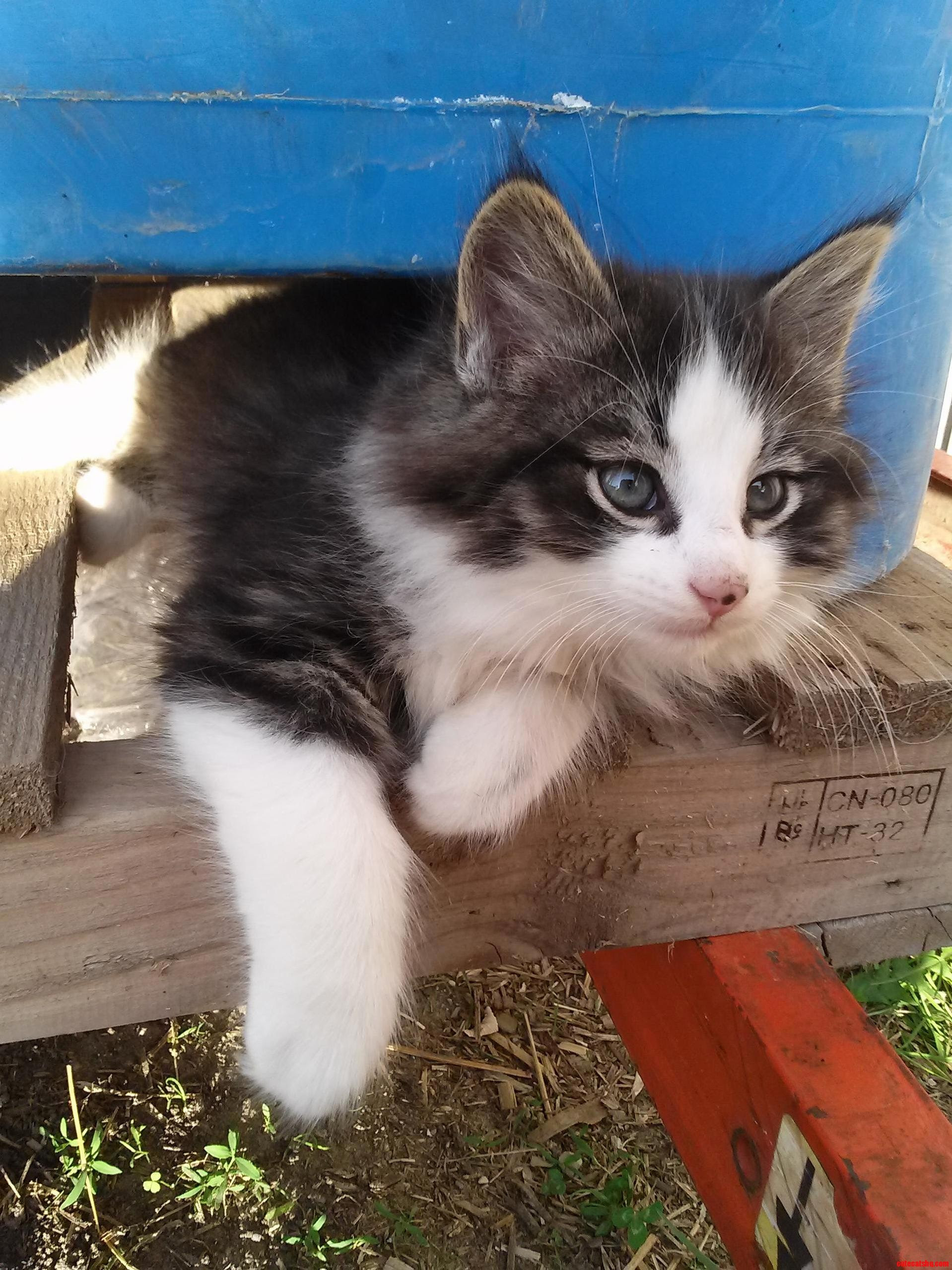 So fluffy