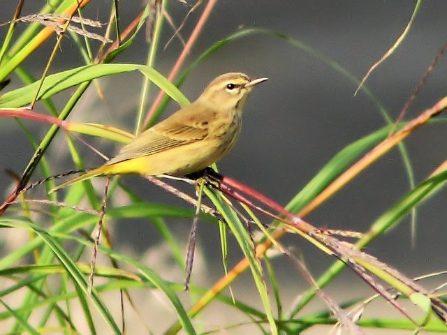Palm Warbler 2-20130911