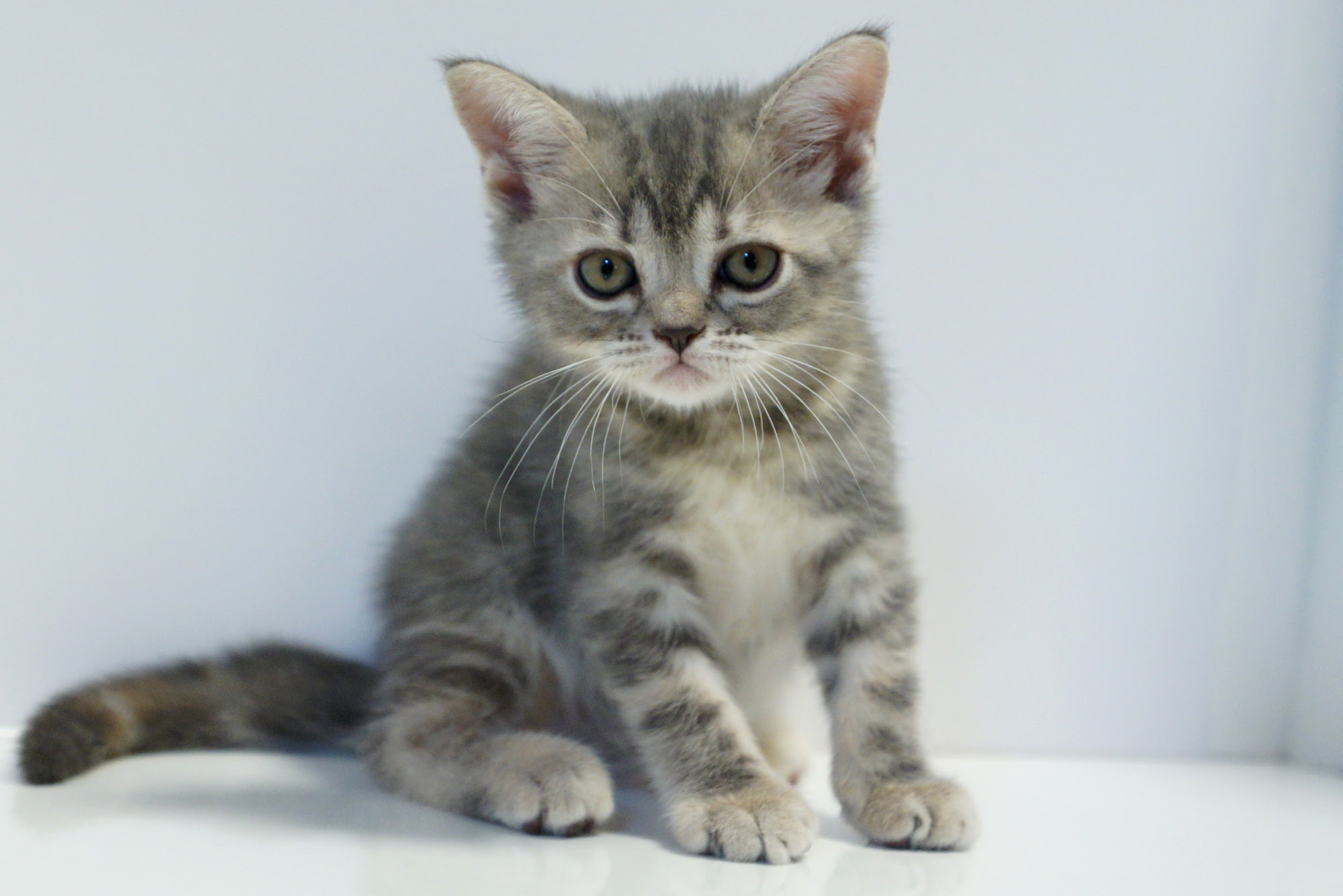 アメリカンショートヘア ブリーダー Nekomori