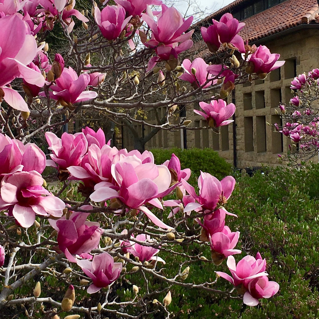 Magnolia × soulangeana, saucer magnolia | Trees of ...