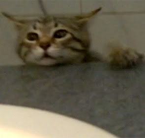 Chaton Mignon Qui Tombe