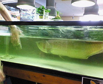 シルバーアロワナ水槽 いるまんのまいにち
