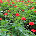 Jardins de Claude Monet