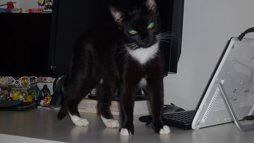 Omelette has kryptonite eyes