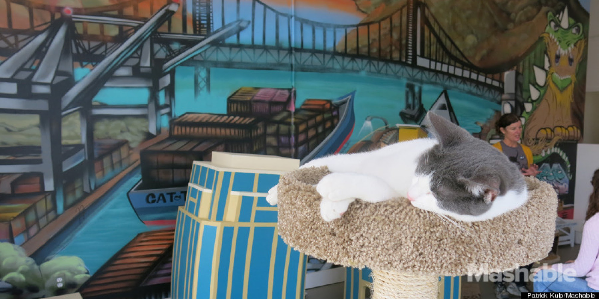 America s First Cat Cafe Is Open Here s What It s Like America s First Cat Cafe Is Open Here s What It s Like