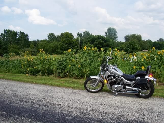 Sunflowers and Karla's Bike
