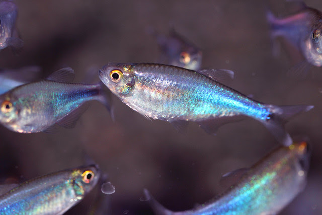 ちょっと いや かなり残念系美魚 ブルーテトラ 熱帯魚 アクアリウム情報マガジン