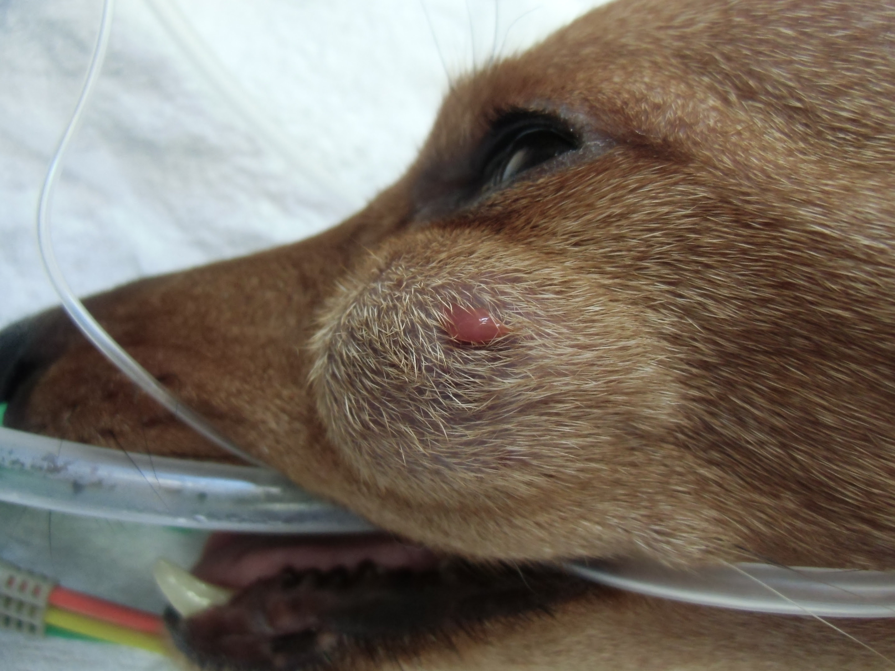 犬 頬が腫れる 根尖膿瘍 習志野市 津田沼 アプリコット動物病院 症例集