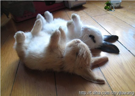 かわいい癒しの動物たち 最新 中国網 日本語