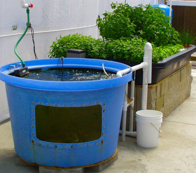 Aquaponics or Hydroponics Hydroponics Blog - Hydroponics 