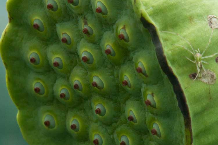 Bob's Brain on Botany --early July, 2010