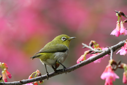 メジロと梅 季節を告げる鳥 メジロのことが知りたい