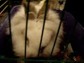 Видео Rabbit goes to the Kiev Metro