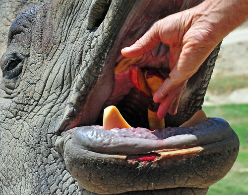 about endangered animals