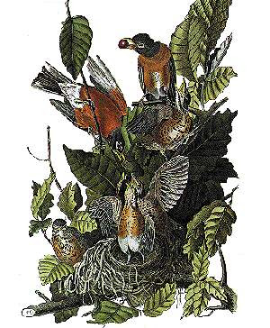 American Robin or Migratory Thrush