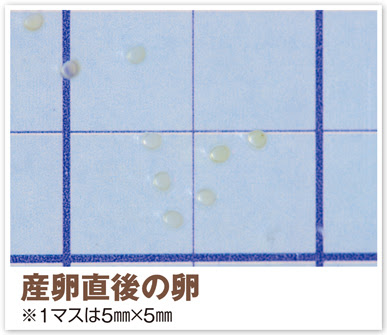 ネオンテトラの繁殖 株式会社スドー