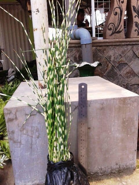 Jual Bibit Unggul Tanaman Bambu  Air  Kuning Bibit Online